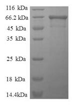 Greater than 90% as determined by SDS-PAGE.