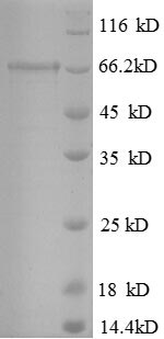Greater than 90% as determined by SDS-PAGE.Recombinant Human Interleukin Enhancer-Binding Factor 2 (ILF2) Protein (GST)