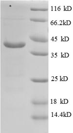 Greater than 90% as determined by SDS-PAGE.Recombinant Human V-Type Proton Atpase Subunit G 1 (ATP6V1G1) Protein (GST)