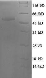 Greater than 90% as determined by SDS-PAGE.