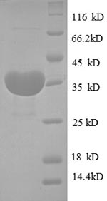 Greater than 90% as determined by SDS-PAGE.