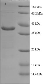 Greater than 90% as determined by SDS-PAGE.