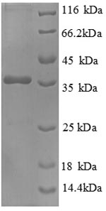 Greater than 90% as determined by SDS-PAGE.Recombinant Human Heat Shock Factor-Binding Protein 1 (HSBP1) Protein (GST)
