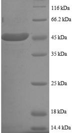 Greater than 90% as determined by SDS-PAGE.Recombinant Human Sumo-Conjugating Enzyme Ubc9 (UBE2I) Protein (GST)