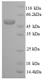 Greater than 90% as determined by SDS-PAGE.Recombinant Human 60S Ribosomal Protein L14 (RPL14) Protein (GST)