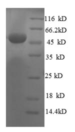 Greater than 90% as determined by SDS-PAGE.Recombinant Human 60S Ribosomal Protein L8 (RPL8) Protein (GST)