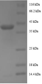 Greater than 90% as determined by SDS-PAGE.Recombinant Human Active Regulator Of Sirt1 Protein (RPS19BP1) Protein (GST)
