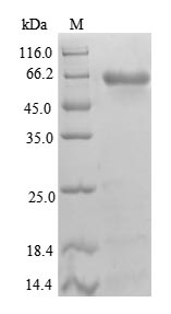 Greater than 90% as determined by SDS-PAGE.Recombinant Human Beta-1,4-Galactosyltransferase 3 (B4GALT3) Protein (GST)