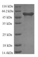 Greater than 90% as determined by SDS-PAGE.Recombinant Human Annexin A6 (ANXA6) Protein (GST)