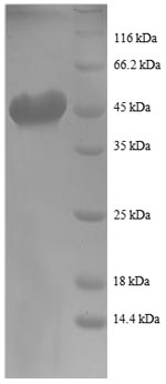 Greater than 90% as determined by SDS-PAGE.Recombinant Human Transforming Protein Rhoa (RHOA) Protein (GST)