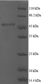 Greater than 90% as determined by SDS-PAGE.Recombinant Human Adp-Ribosylation Factor 5 (ARF5) Protein (GST)