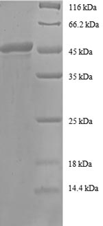 Greater than 90% as determined by SDS-PAGE.Recombinant Human Adp-Ribosylation Factor 4 (ARF4) Protein (GST)