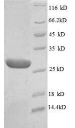 Greater than 90% as determined by SDS-PAGE.