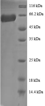 Greater than 90% as determined by SDS-PAGE.
