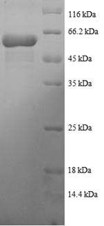 Greater than 90% as determined by SDS-PAGE.