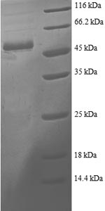 Greater than 90% as determined by SDS-PAGE.Recombinant Human Proteasome Activator Complex Subunit 2 (PSME2) Protein (GST)