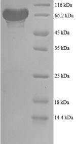 Greater than 90% as determined by SDS-PAGE.Recombinant Human 6-Phosphogluconate Dehydrogenase, Decarboxylating (PGD) Protein (GST)