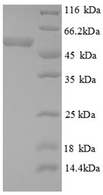 Greater than 90% as determined by SDS-PAGE.Recombinant Human Death Domain-Associated Protein 6 (DAXX) Protein (GST)