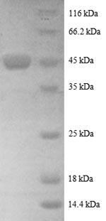 Greater than 90% as determined by SDS-PAGE.Recombinant Human Adp-Ribosylation Factor-Like Protein 2 (ARL2) Protein (GST)