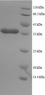 Greater than 90% as determined by SDS-PAGE.