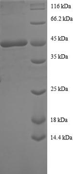 Greater than 90% as determined by SDS-PAGE.Recombinant Human Sorting Nexin-3 (SNX3) Protein (GST)