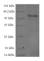 Greater than 90% as determined by SDS-PAGE.