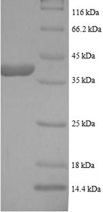 Greater than 90% as determined by SDS-PAGE.