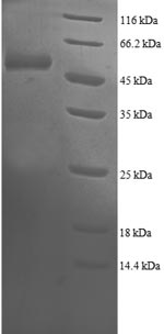 Greater than 90% as determined by SDS-PAGE.Recombinant Human Proteasome Subunit Beta Type-4 (PSMB4) Protein (GST)