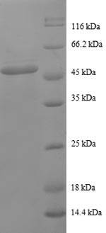Greater than 90% as determined by SDS-PAGE.
