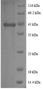 Greater than 90% as determined by SDS-PAGE.Recombinant Human Prefoldin Subunit 5 (PFDN5) Protein (GST)