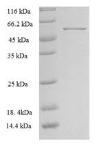 Greater than 90% as determined by SDS-PAGE.