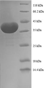 Greater than 90% as determined by SDS-PAGE.Recombinant Human Prefoldin Subunit 1 (PFDN1) Protein (GST)