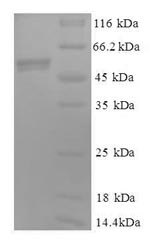 Greater than 90% as determined by SDS-PAGE.Recombinant Human Cytochrome C1, Heme Protein, Mitochondrial (CYC1) Protein (GST)