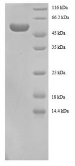 Greater than 90% as determined by SDS-PAGE.