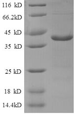 Greater than 90% as determined by SDS-PAGE.