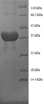 Greater than 90% as determined by SDS-PAGE.Recombinant Human Histone H2B Type 1-C/E/F/G/I (HIST1H2BC) Protein (GST)