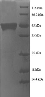 Greater than 90% as determined by SDS-PAGE.Recombinant Human Transcription Factor Btf3 (BTF3) Protein (GST)