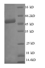 Greater than 90% as determined by SDS-PAGE.Recombinant Human Es1 Protein Homolog, Mitochondrial (C21ORF33) Protein (GST)