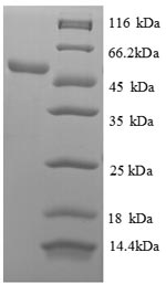 Greater than 90% as determined by SDS-PAGE.