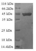Greater than 90% as determined by SDS-PAGE.
