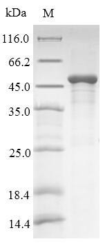 Greater than 85% as determined by SDS-PAGE.Recombinant Human Hla Class I Histocompatibility Antigen, Alpha Chain G (HLA-G) Protein (His-SUMO)