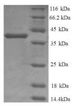 Greater than 90% as determined by SDS-PAGE.