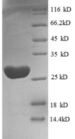 Greater than 90% as determined by SDS-PAGE.Recombinant Human Elongation Factor Tu, Mitochondrial (TUFM) Protein (His)