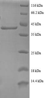 Greater than 90% as determined by SDS-PAGE.Recombinant Human 40S Ribosomal Protein S24 (RPS24) Protein (GST)