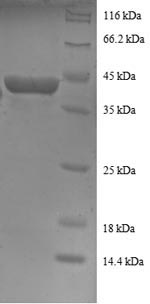 Greater than 90% as determined by SDS-PAGE.Recombinant Human 40S Ribosomal Protein S16 (RPS16) Protein (GST)