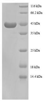 Greater than 90% as determined by SDS-PAGE.Recombinant Human 40S Ribosomal Protein S13 (RPS13) Protein (GST)