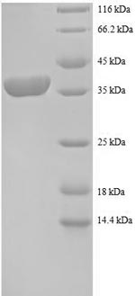 Greater than 90% as determined by SDS-PAGE.Recombinant Human 40S Ribosomal Protein S12 (RPS12) Protein (GST)