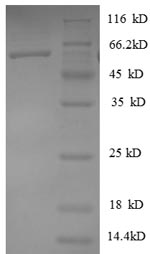 Greater than 90% as determined by SDS-PAGE.