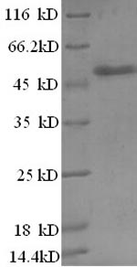 Greater than 90% as determined by SDS-PAGE.
