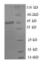 Greater than 90% as determined by SDS-PAGE.Recombinant Human Diamine Acetyltransferase 1 (SAT1) Protein (GST)